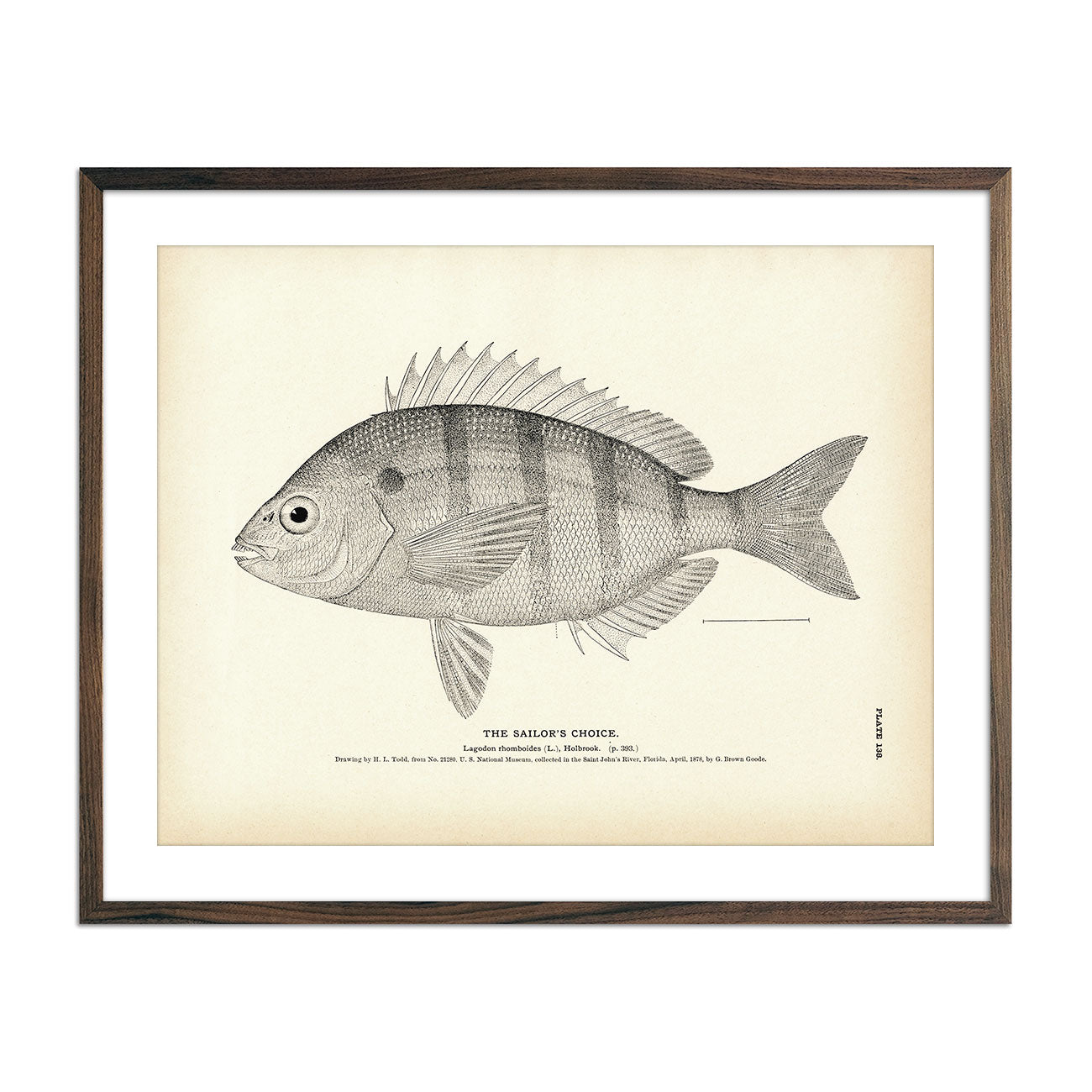 Sailor's Choice Art Print - Muir Way - Fisheries