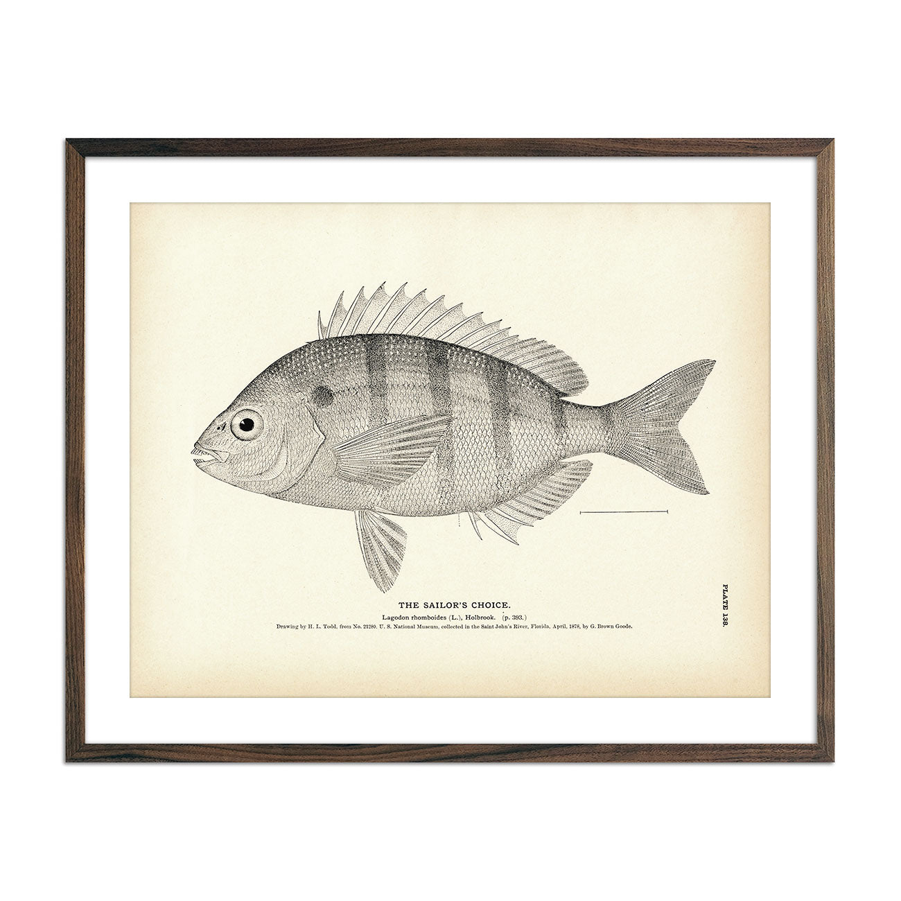 Vintage Sailor's Choice fish print