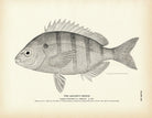 Sailor's Choice Art Print - Muir Way - Fisheries
