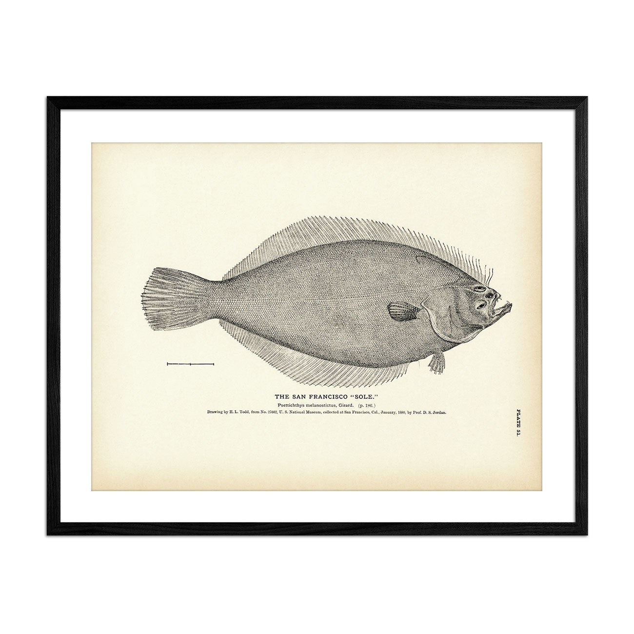 San Francisco "Sole" Art Print - Muir Way - Fisheries
