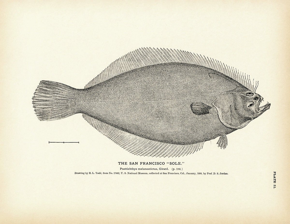 San Francisco "Sole" Art Print - Muir Way - Fisheries