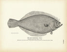 San Francisco "Sole" Art Print - Muir Way - Fisheries