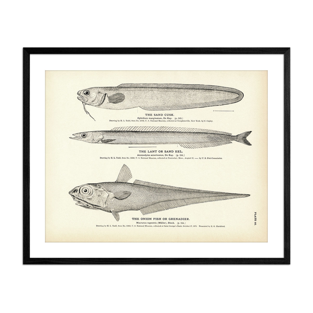 Sand Cusk, Lant (Sand Eel), and Onion Fish (Grenadier) Art Print - Muir Way - Fisheries