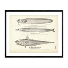 Sand Cusk, Lant (Sand Eel), and Onion Fish (Grenadier) Art Print - Muir Way - Fisheries