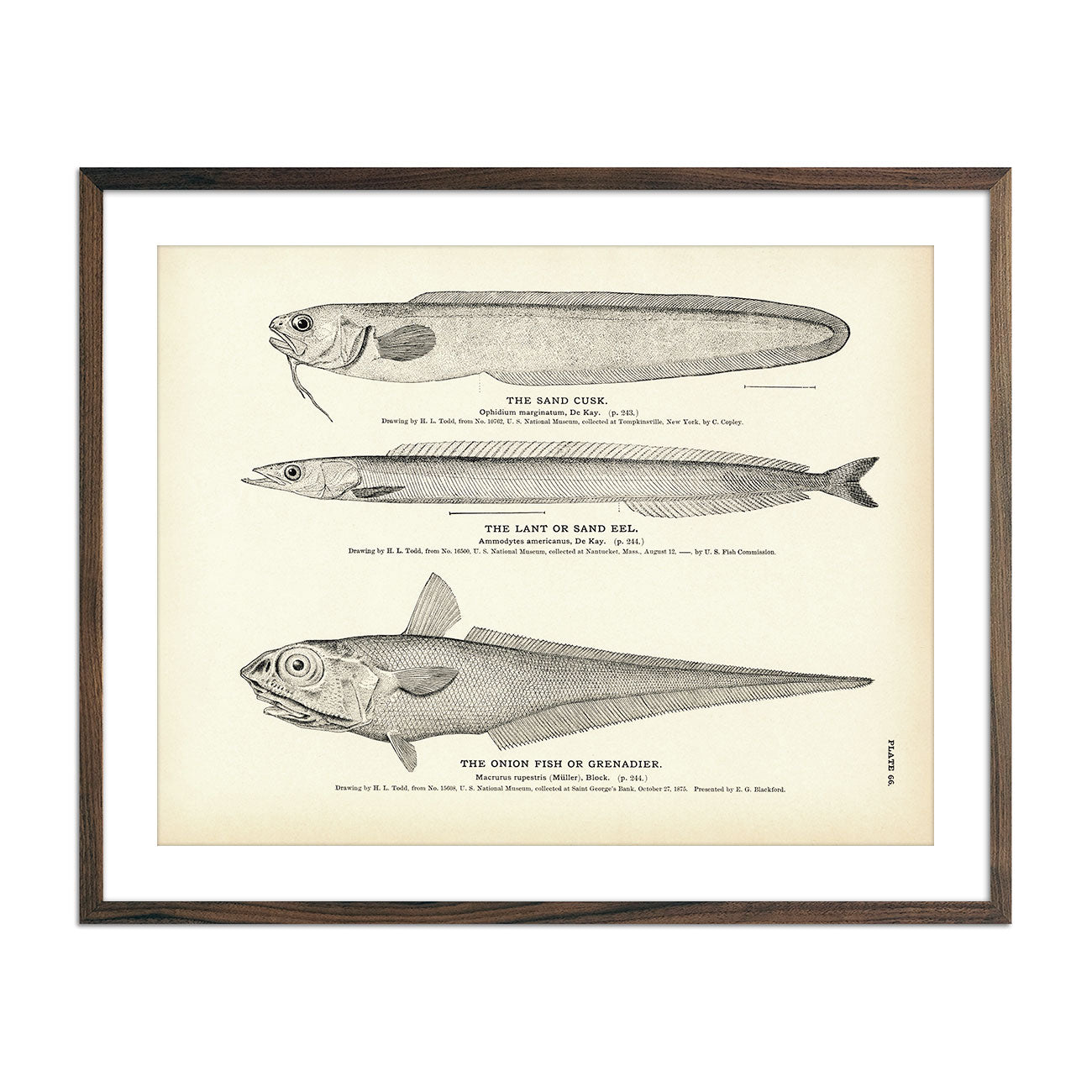 Sand Cusk, Lant (Sand Eel), and Onion Fish (Grenadier) Art Print - Muir Way - Fisheries