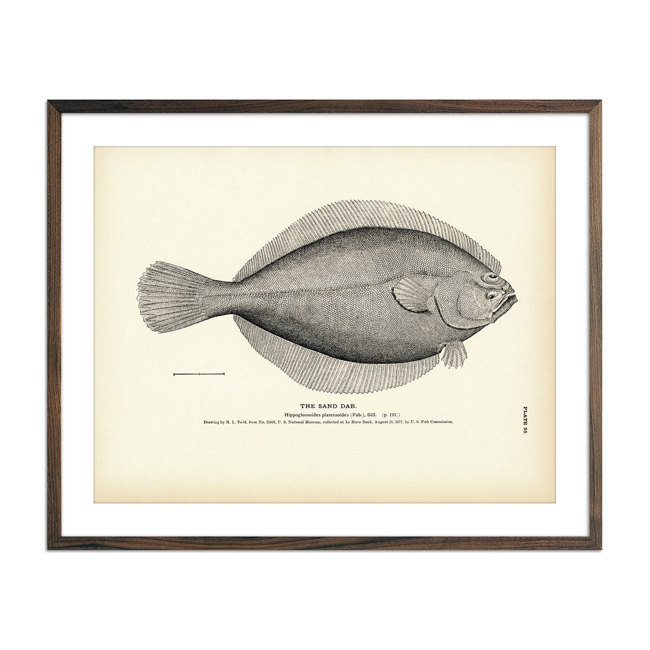 Sand Dab Art Print - Muir Way - Fisheries