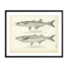 Sand Smelt (Silver Sides) and California "Smelt" (Pescadillo) Art Print - Muir Way - Fisheries