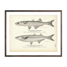 Vintage California and Sand Smelt fish print