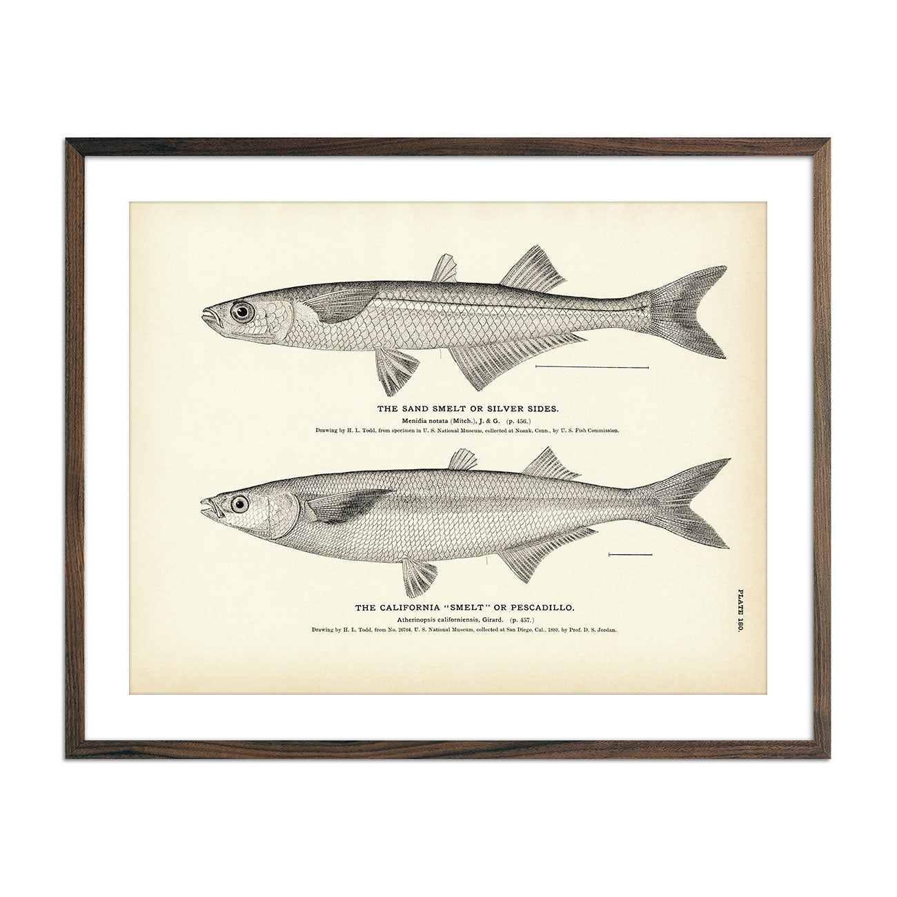 Sand Smelt (Silver Sides) and California "Smelt" (Pescadillo) Art Print - Muir Way - Fisheries