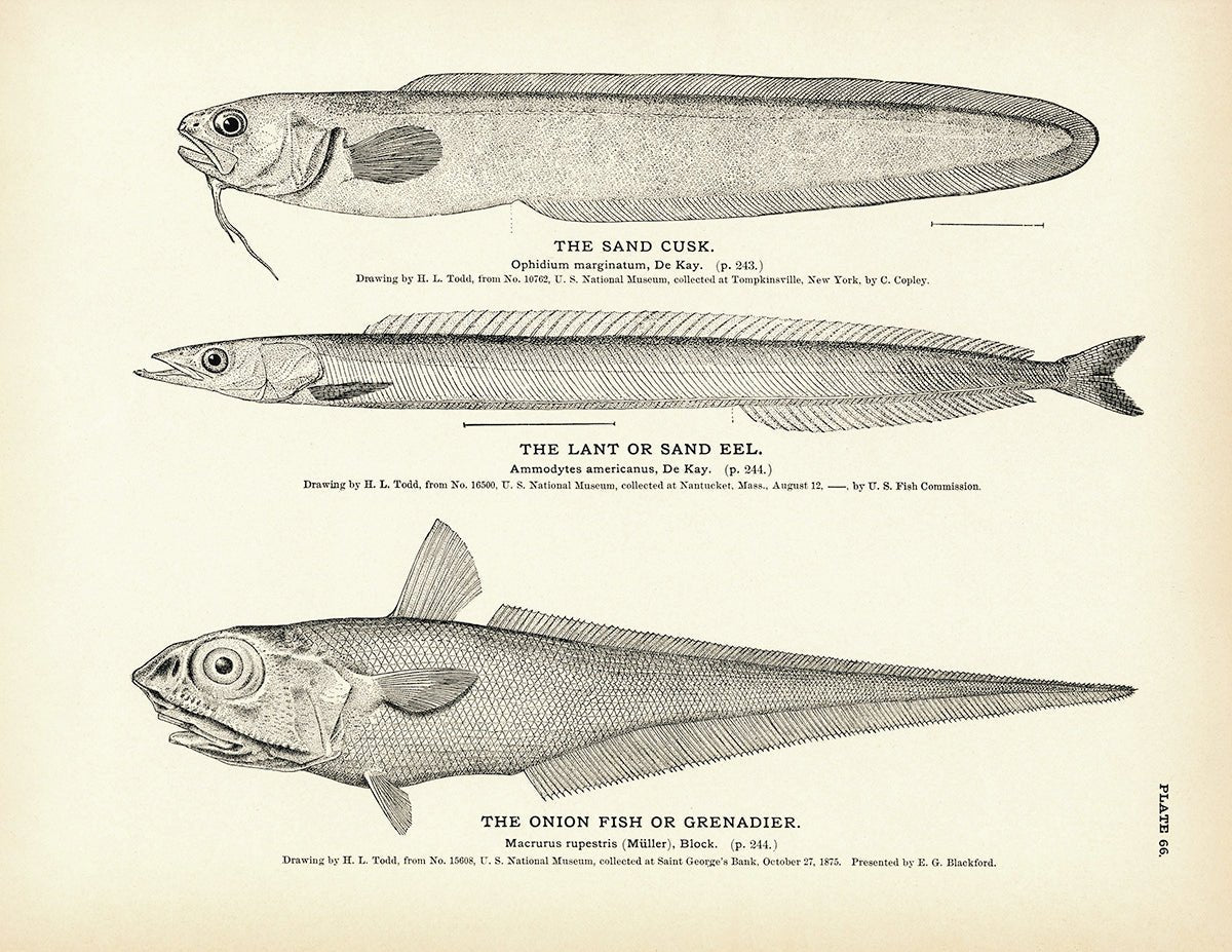 Sand Cusk, Lant (Sand Eel), and Onion Fish (Grenadier) Art Print - Muir Way - Fisheries