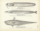 Sand Cusk, Lant (Sand Eel), and Onion Fish (Grenadier) Art Print - Muir Way - Fisheries