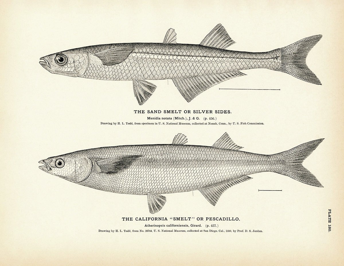 Sand Smelt (Silver Sides) and California "Smelt" (Pescadillo) Art Print - Muir Way - Fisheries