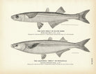 Sand Smelt (Silver Sides) and California "Smelt" (Pescadillo) Art Print - Muir Way - Fisheries
