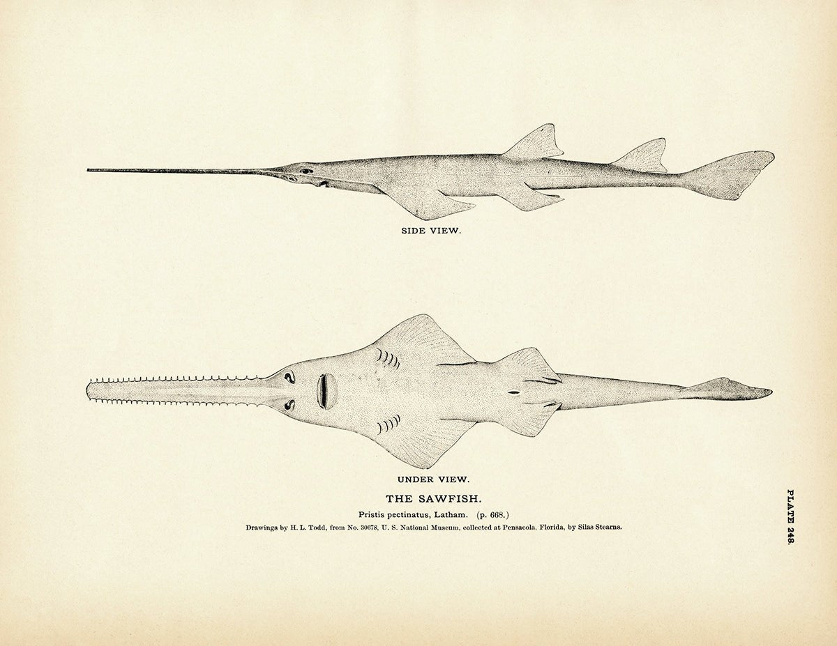 Sawfish Art Print - Muir Way - Fisheries