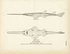 Sawfish Art Print - Muir Way - Fisheries