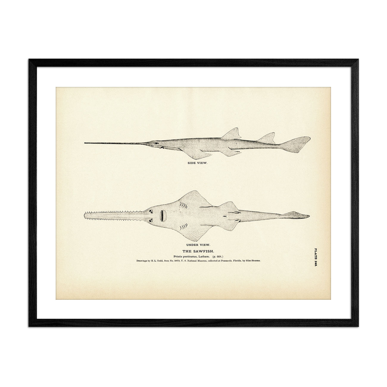 Sawfish Art Print - Muir Way - Fisheries
