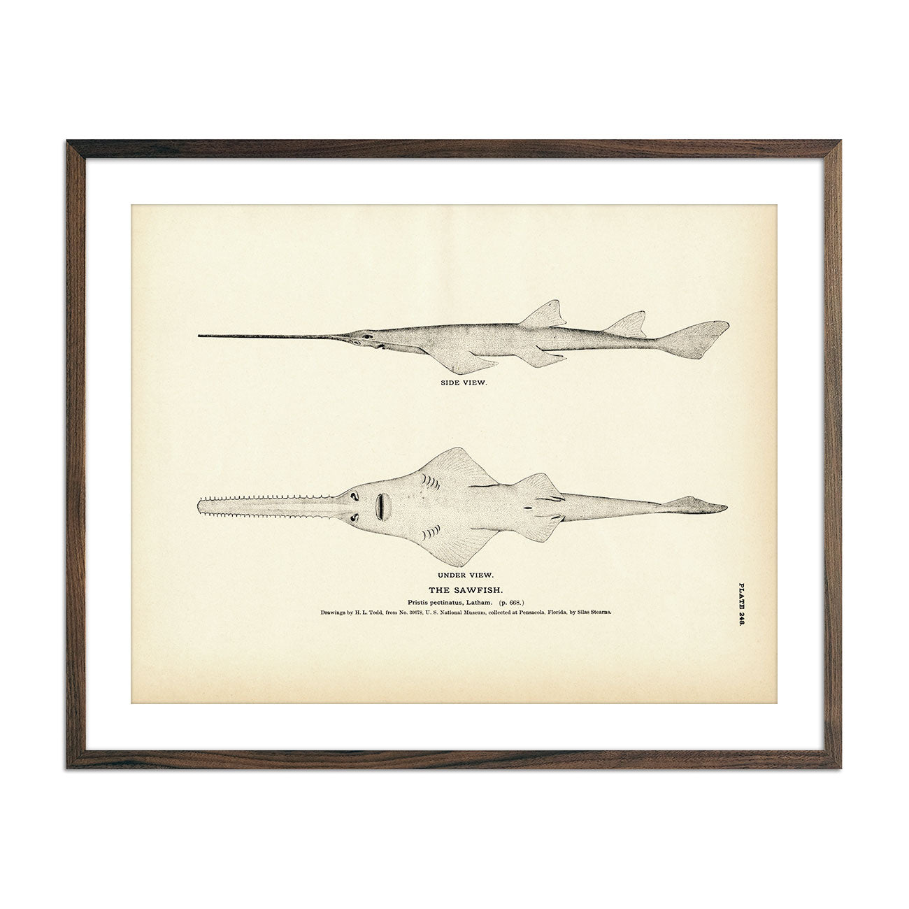 Vintage Sawfish print