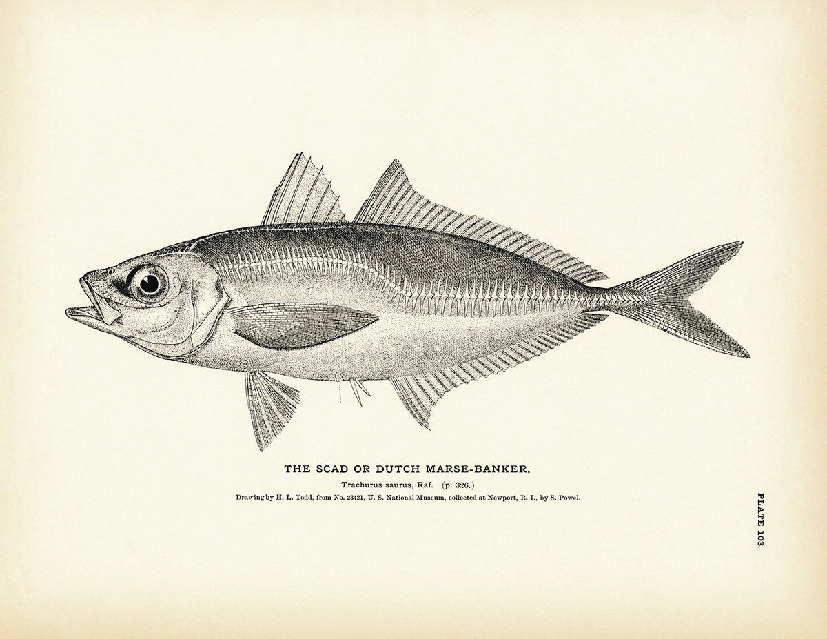 Scad (Dutch Marse - Banker) Art Print - Muir Way - Fisheries