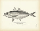 Scad (Dutch Marse - Banker) Art Print - Muir Way - Fisheries