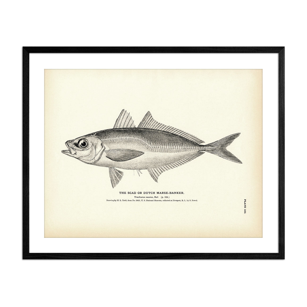 Scad (Dutch Marse - Banker) Art Print - Muir Way - Fisheries