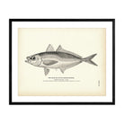 Scad (Dutch Marse - Banker) Art Print - Muir Way - Fisheries