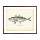 Scad (Dutch Marse - Banker) Art Print - Muir Way - Fisheries
