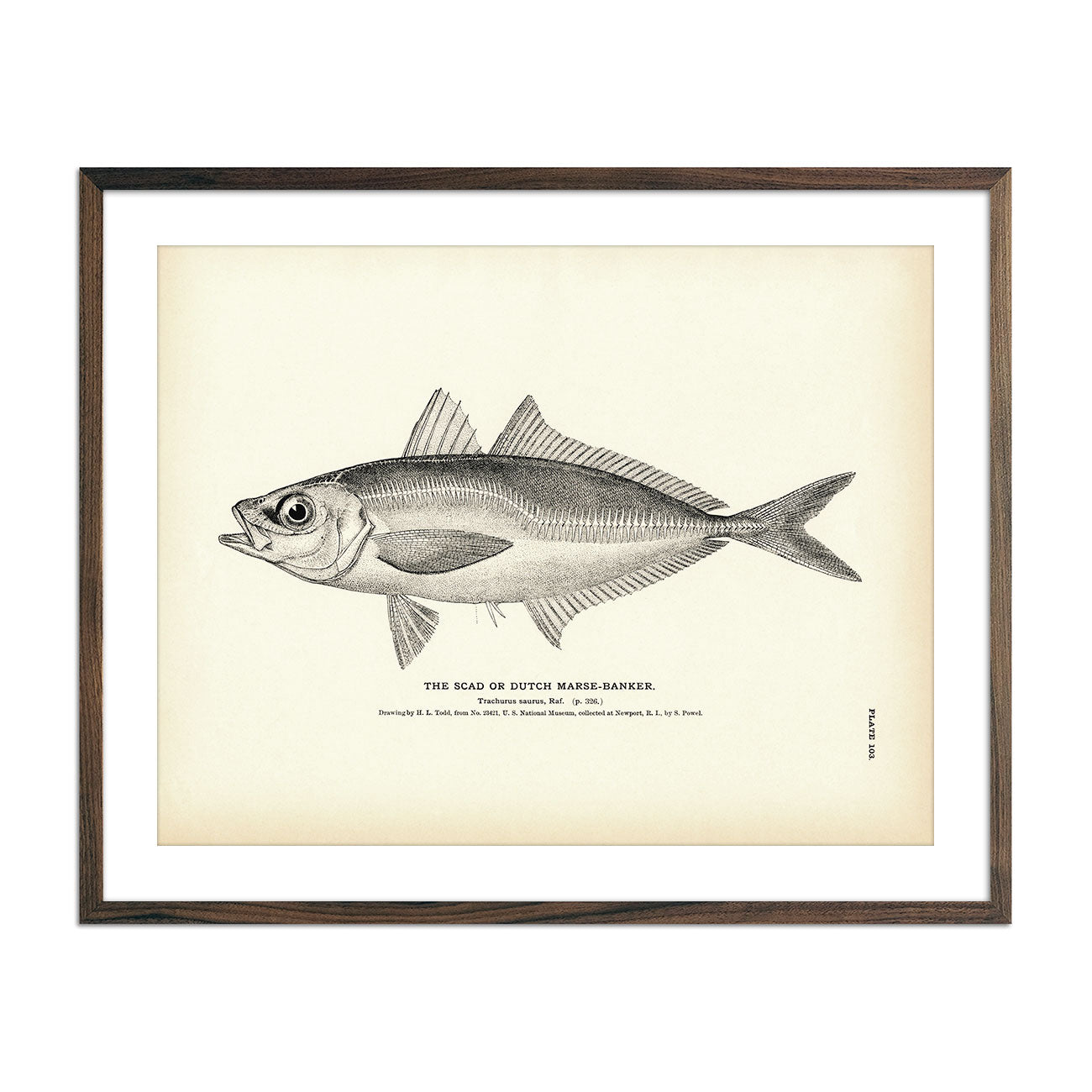 Scad (Dutch Marse - Banker) Art Print - Muir Way - Fisheries