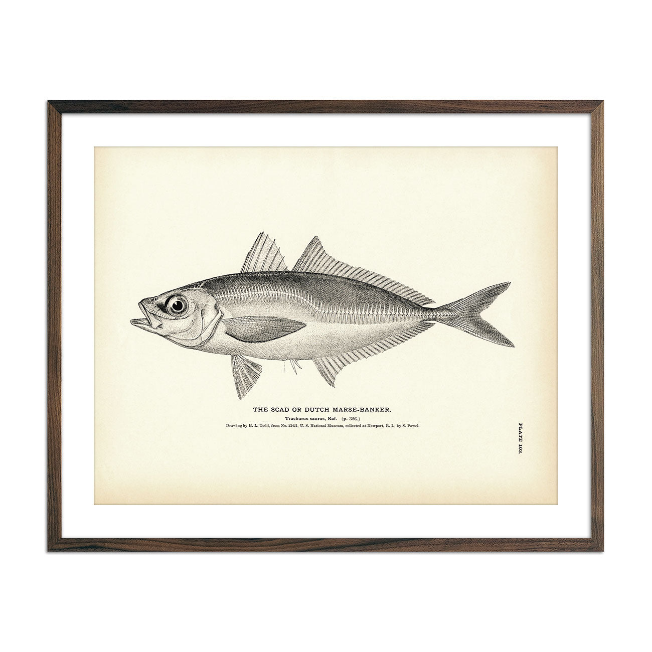 Vintage Scad fish print