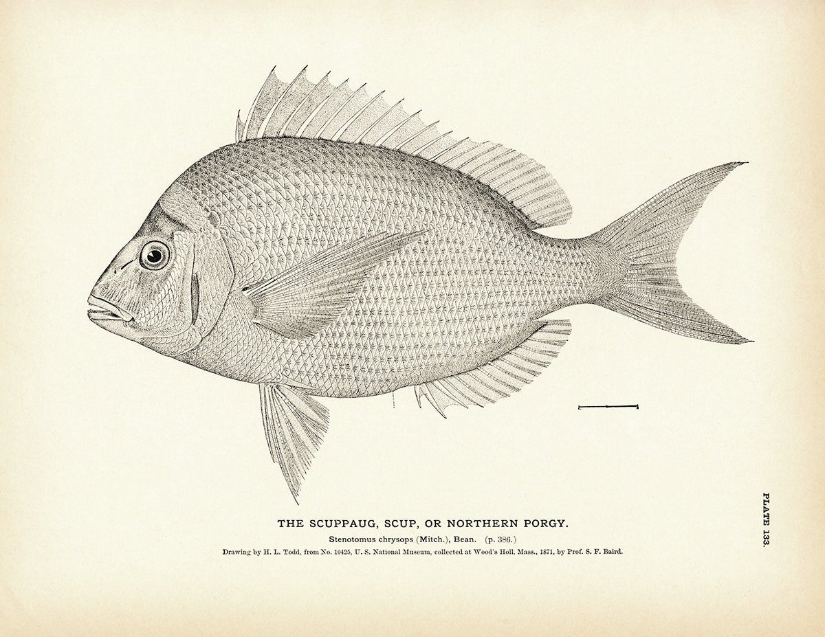 Scuppaug (Scup) (Northern Porgy) Art Print - Muir Way - Fisheries