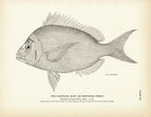 Scuppaug (Scup) (Northern Porgy) Art Print - Muir Way - Fisheries