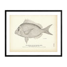 Scuppaug (Scup) (Northern Porgy) Art Print - Muir Way - Fisheries