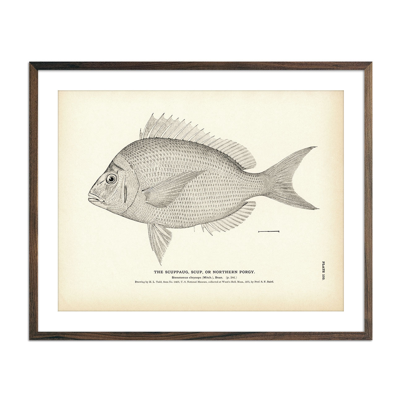 Scuppaug (Scup) (Northern Porgy) Art Print - Muir Way - Fisheries