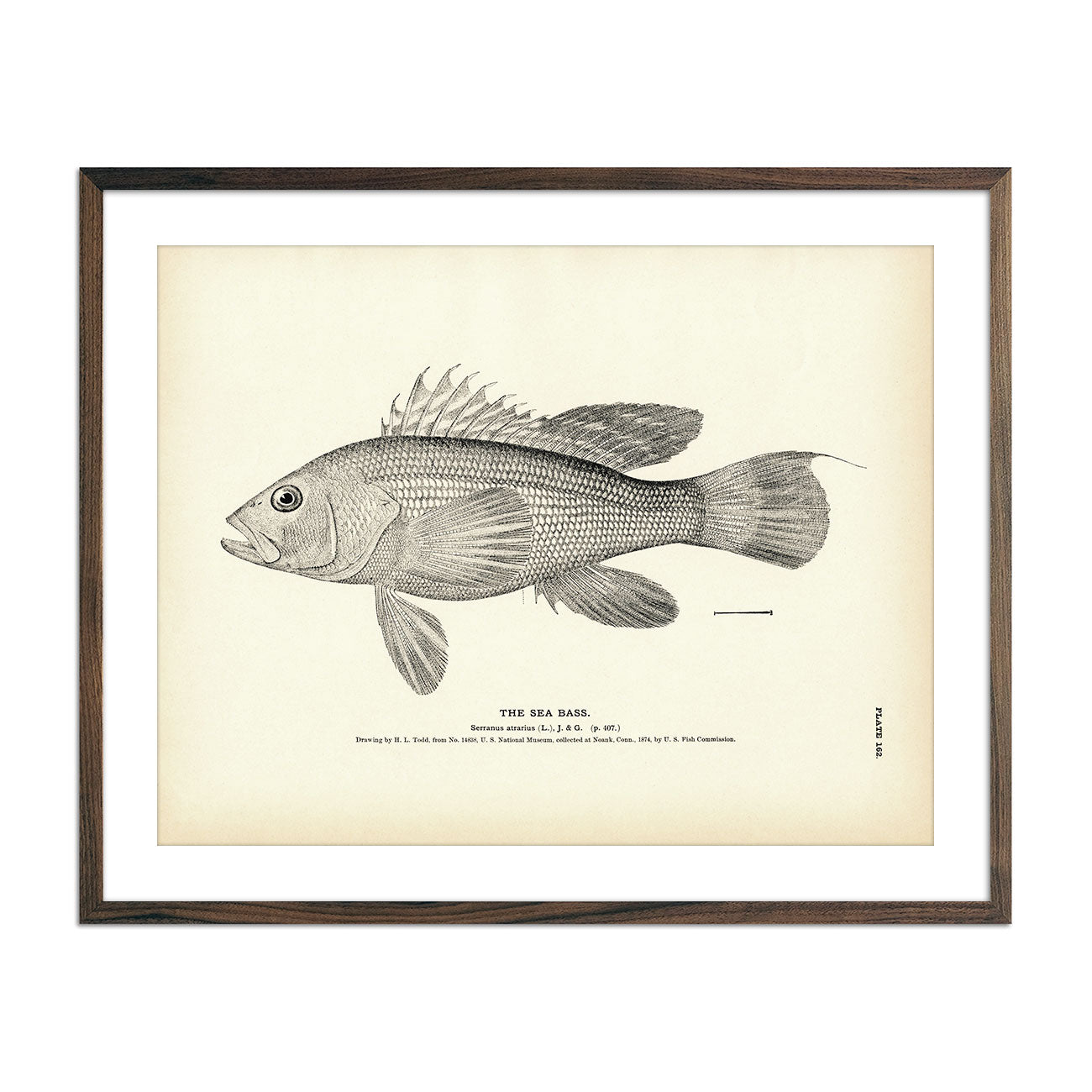 Sea Bass Art Print - Muir Way - Fisheries