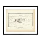 Sea Elephant Art Print - Muir Way - Fisheries