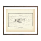 Sea Elephant Art Print - Muir Way - Fisheries
