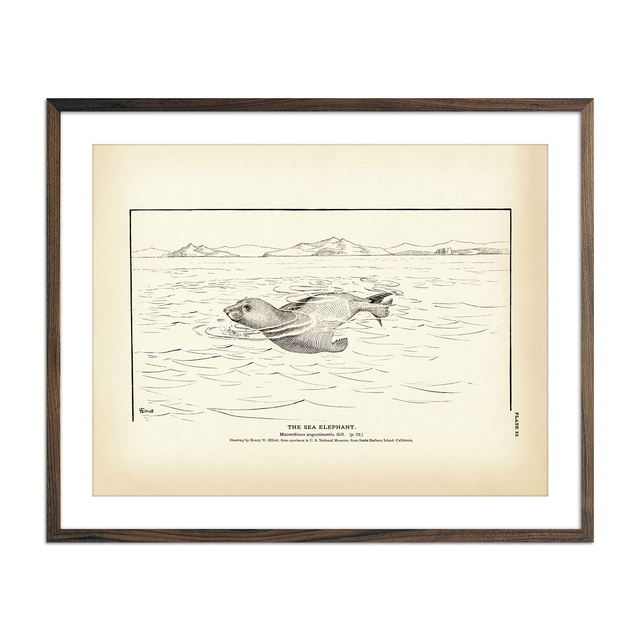 Vintage Sea Elephant fish print