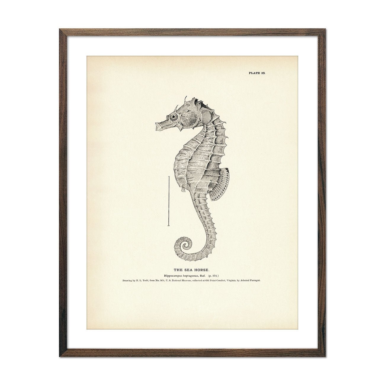 Sea Horse Art Print - Muir Way - Fisheries