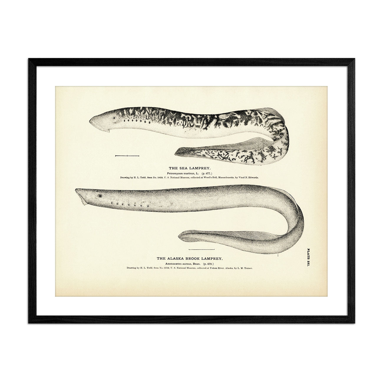 Sea Lamprey and Alaska Brook Lamprey Art Print - Muir Way - Fisheries