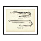 Sea Lamprey and Alaska Brook Lamprey Art Print - Muir Way - Fisheries