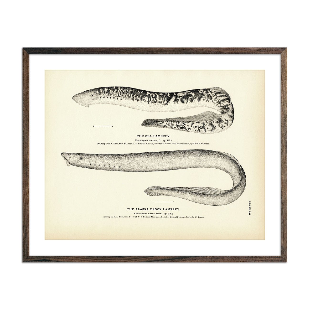 Sea Lamprey and Alaska Brook Lamprey Art Print - Muir Way - Fisheries