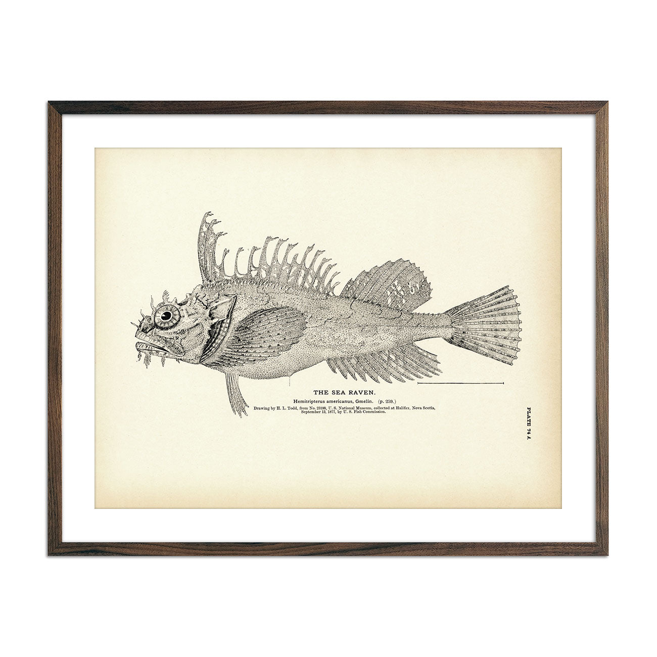 Sea Raven Art Print - Muir Way - Fisheries
