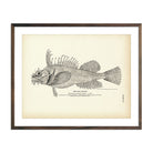 Vintage Sea Raven fish print
