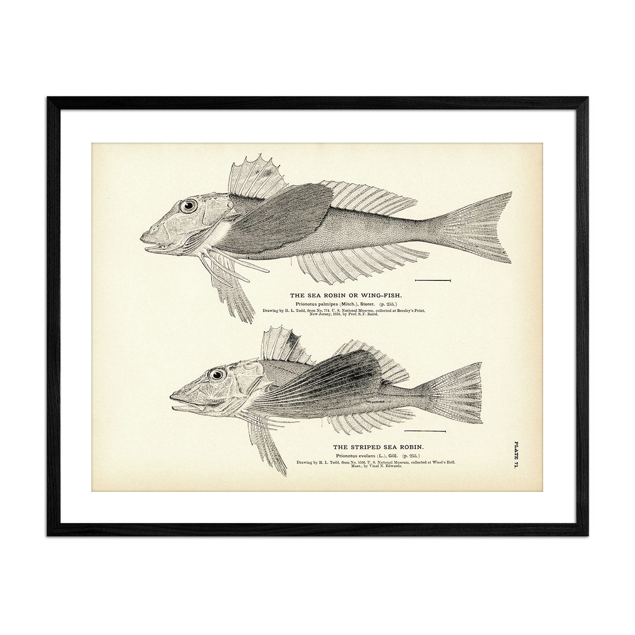 Sea Robin (Wing - Fish) and Striped Sea Robin Art Print - Muir Way - Fisheries