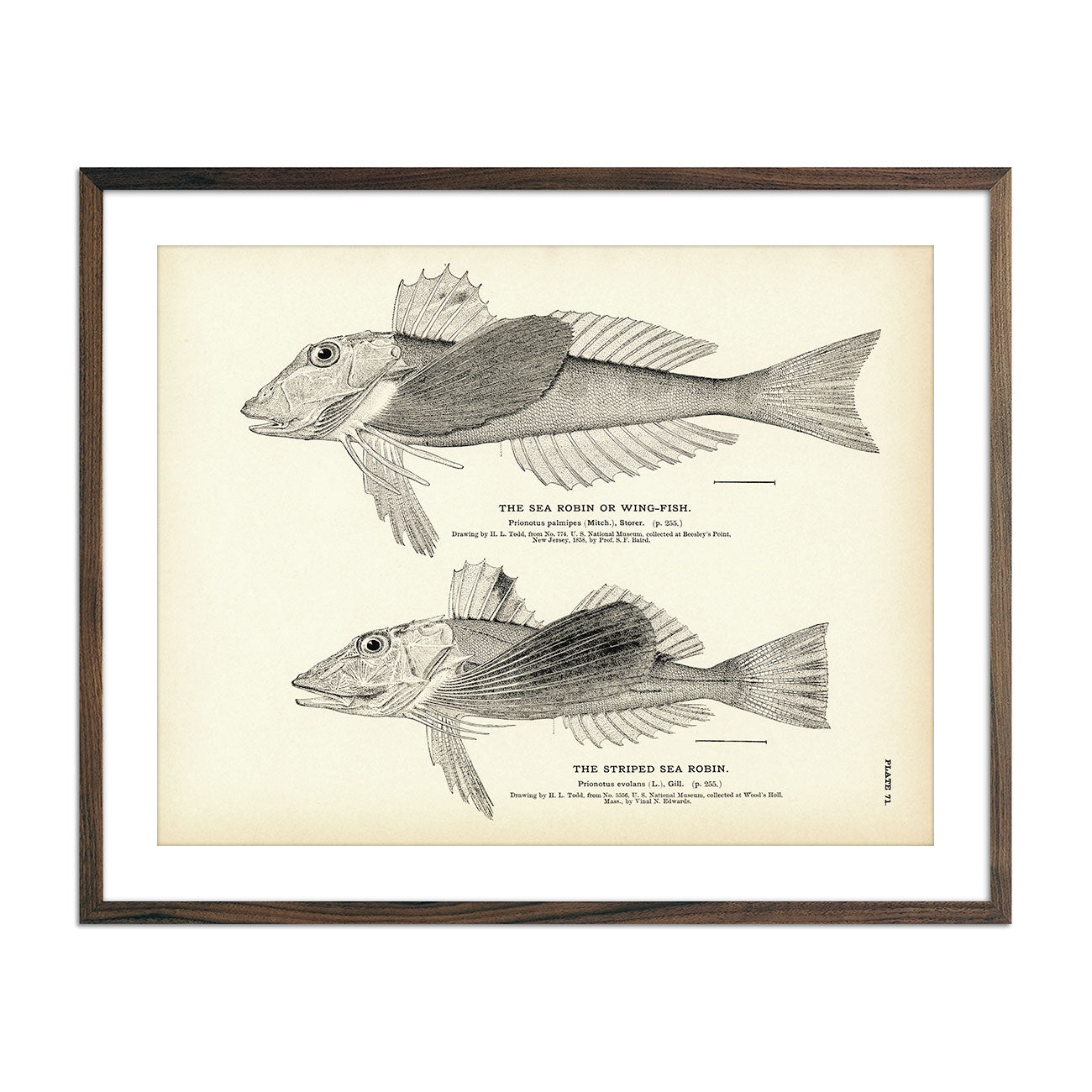 Sea Robin (Wing - Fish) and Striped Sea Robin Art Print - Muir Way - Fisheries