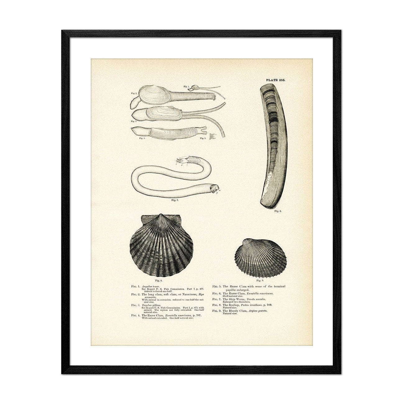 Sea Snails, Periwinkles, Drills, and Borers - Set 2 Art Print - Muir Way - Fisheries