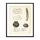 Sea Snails, Periwinkles, Drills, and Borers - Set 2 Art Print - Muir Way - Fisheries