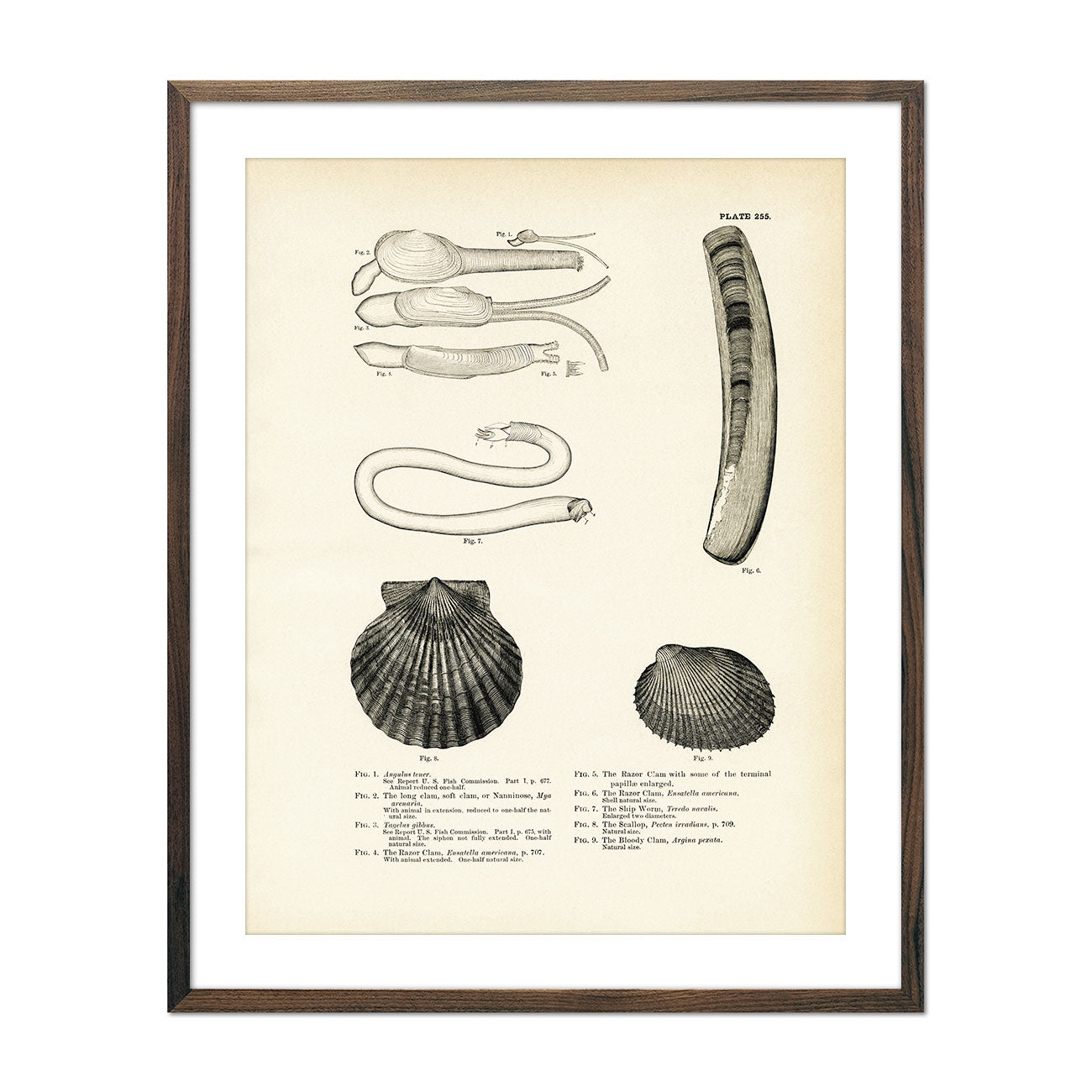 Vintage Sea Snails, Periwinkles, Drills and Borers - Set 2 fish print