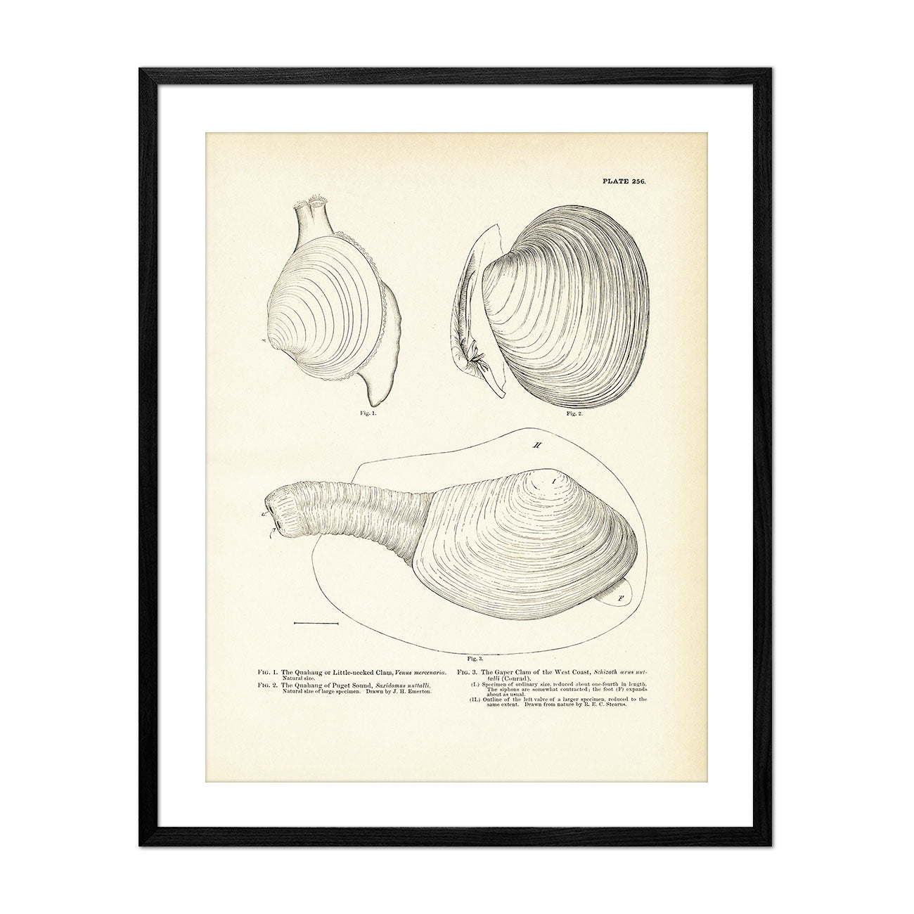 Sea Snails, Periwinkles, Drills, and Borers - Set 3 Art Print - Muir Way - Fisheries