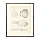 Sea Snails, Periwinkles, Drills, and Borers - Set 3 Art Print - Muir Way - Fisheries