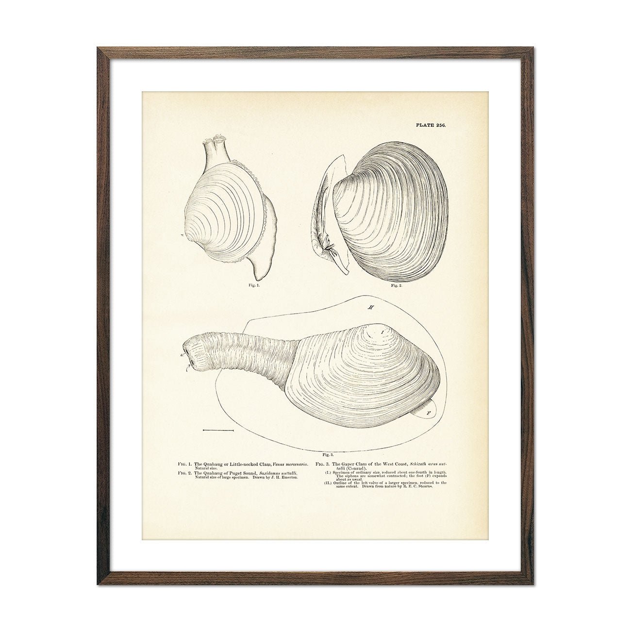 Sea Snails, Periwinkles, Drills, and Borers - Set 3 Art Print - Muir Way - Fisheries